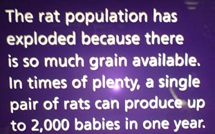 One pair of rats can produce up to 2,000 babies in one year.