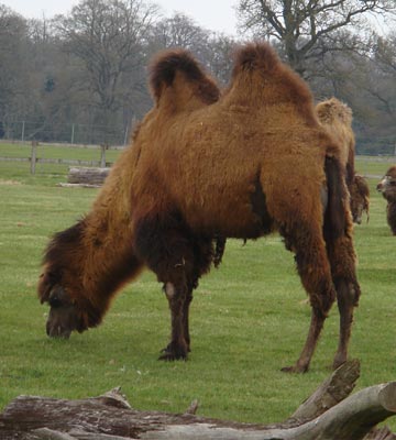 two-humped camel
