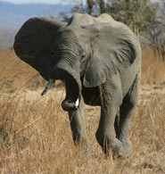 A ticklish elephant