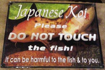 Koi fish warning