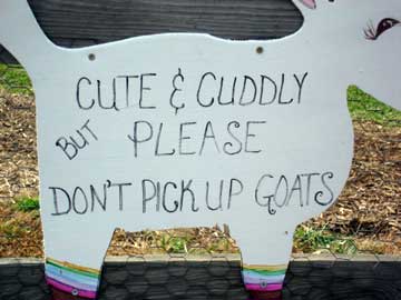 Cute & Cuddly But Please Don't Pick Up Goats