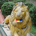 Lion with a chickenmonkeydog postcard