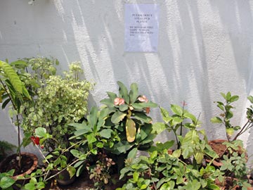 Sign over plants