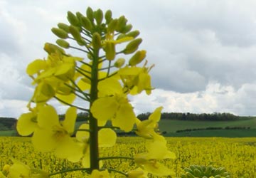 Rapeseed plant