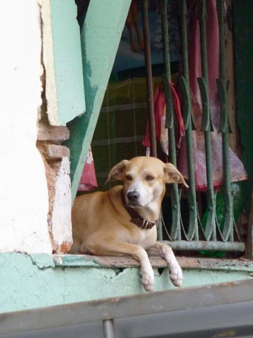 Dog sitting in a window