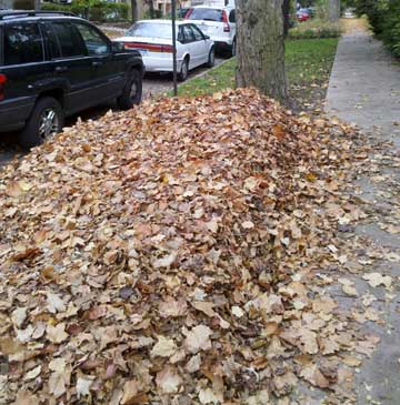 A big pile of leaves