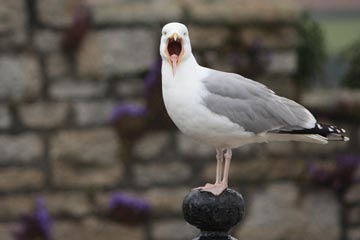 A shouting seagull