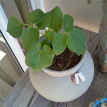 A bean plant