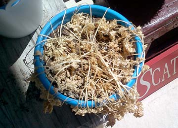 A dead parsley plant