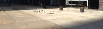 pigeons gathered in the sun