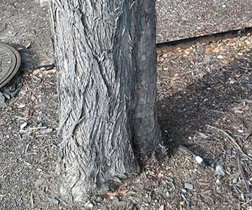 A tree with a plug coming out of it