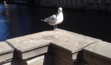 A city pigeon