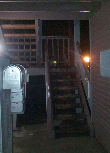 A racoon on the stairs