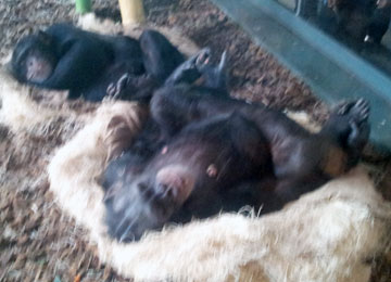 A sleeping chimp