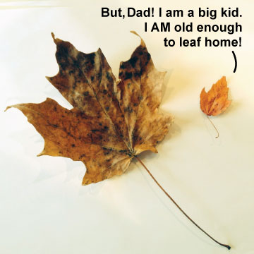 leaf humor