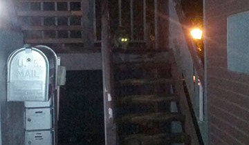 A racoon on the stairs
