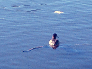 A duck on a twig