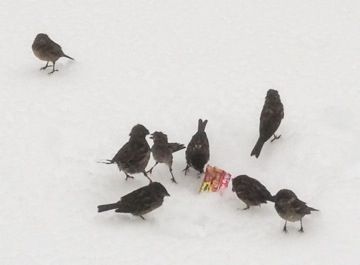 Birds in winter