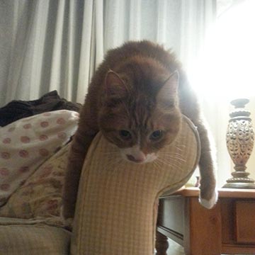 A cat sleeping on the armrest of a sofa