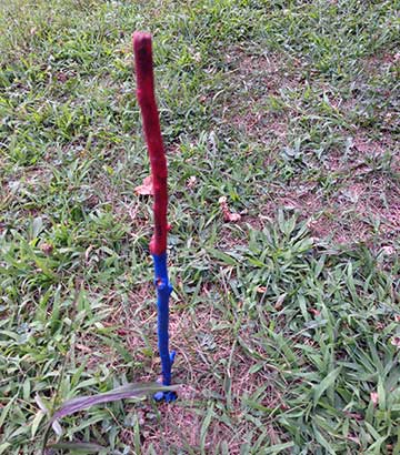 A stick painted red and blue