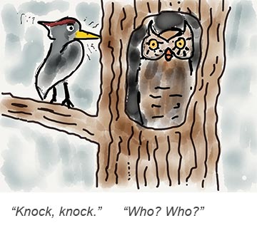 A woodpecker and an owl