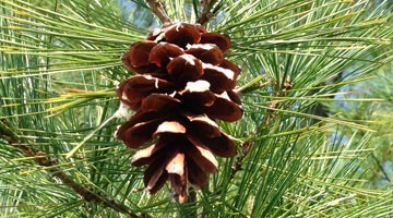 A pinecone