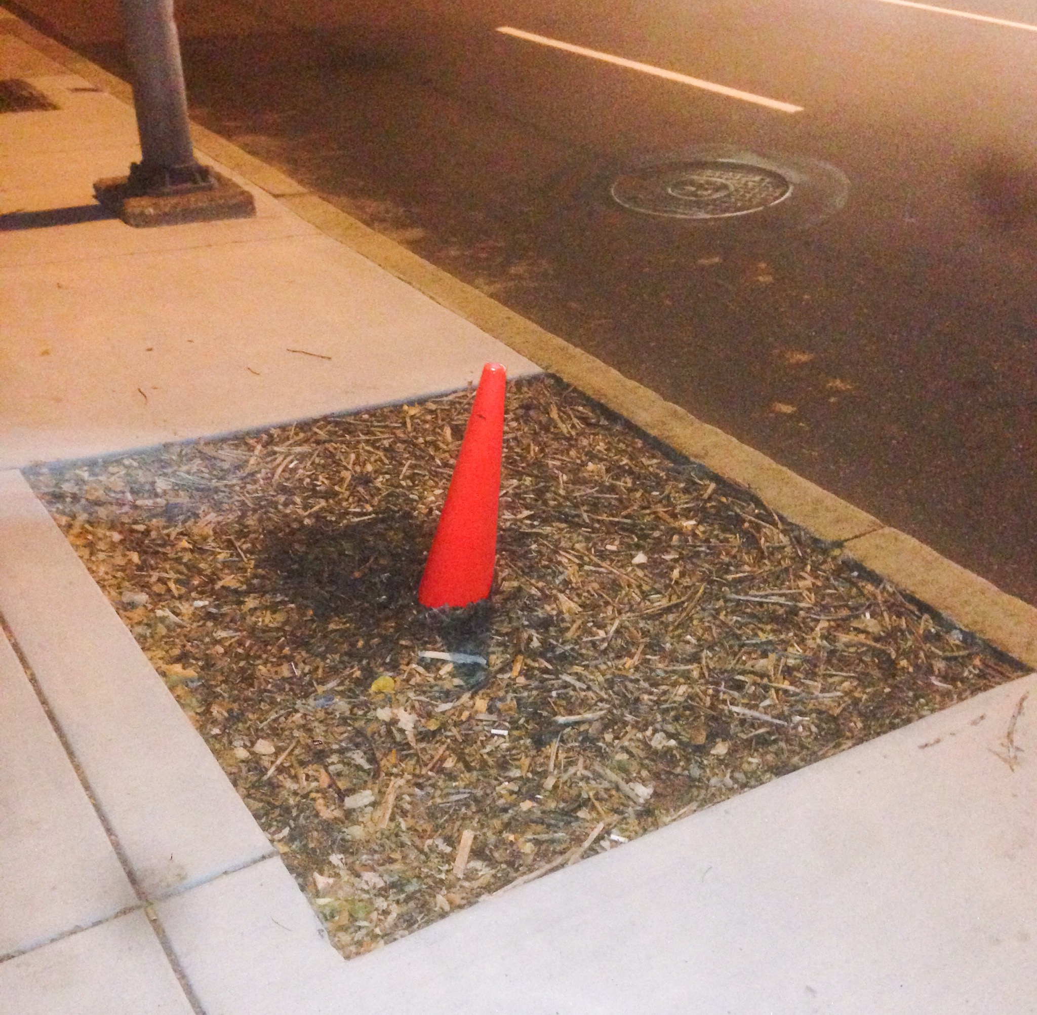 Traffic cone planted