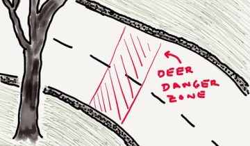 The danger zone for deer