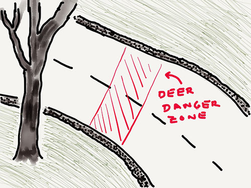 The danger zone for deer