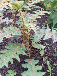 A spikey plant doesn't want a hug