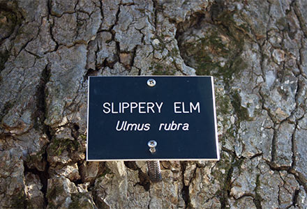 A sign reading slippery elm (ulmus rubra)