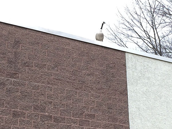That watchful Canada goose on a building
